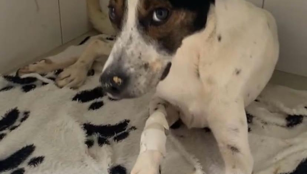 Gesto de solidariedade: Associação Patinha Carente agradece vereador por apoio no tratamento de cão resgatado em Rio Branco